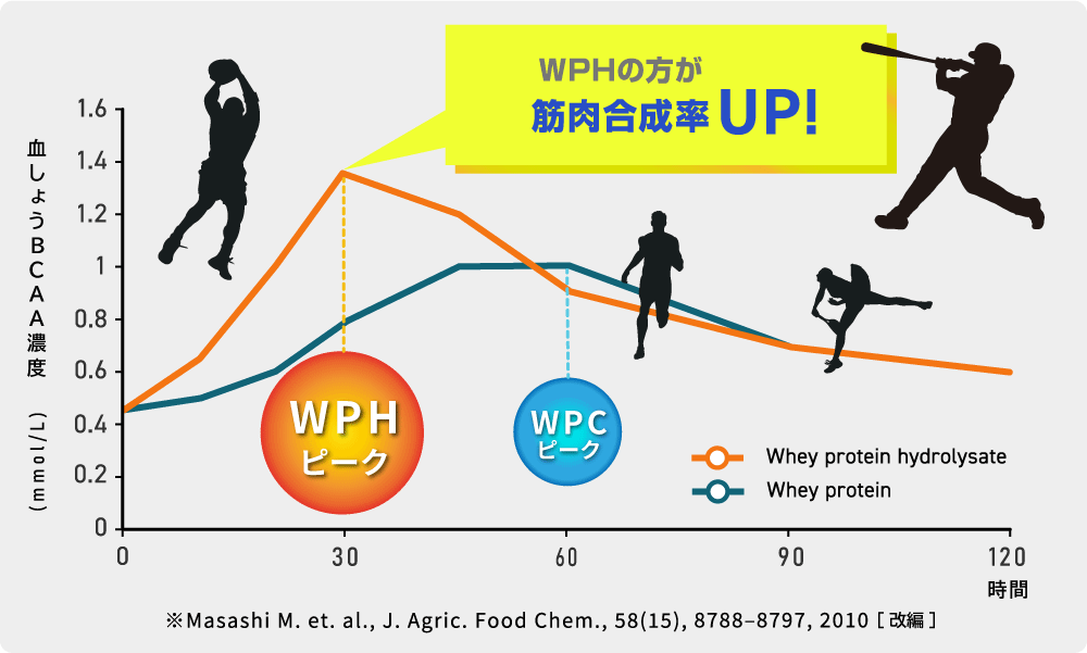 WPH vs WPC Absorption Rate